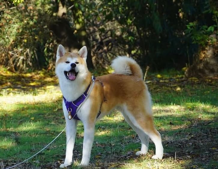 Thunder, an 85 lb Japanese Akita